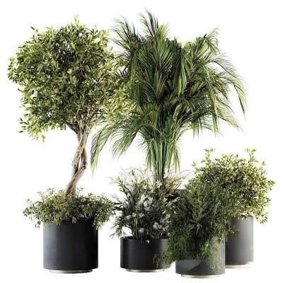 现代植物盆栽-33